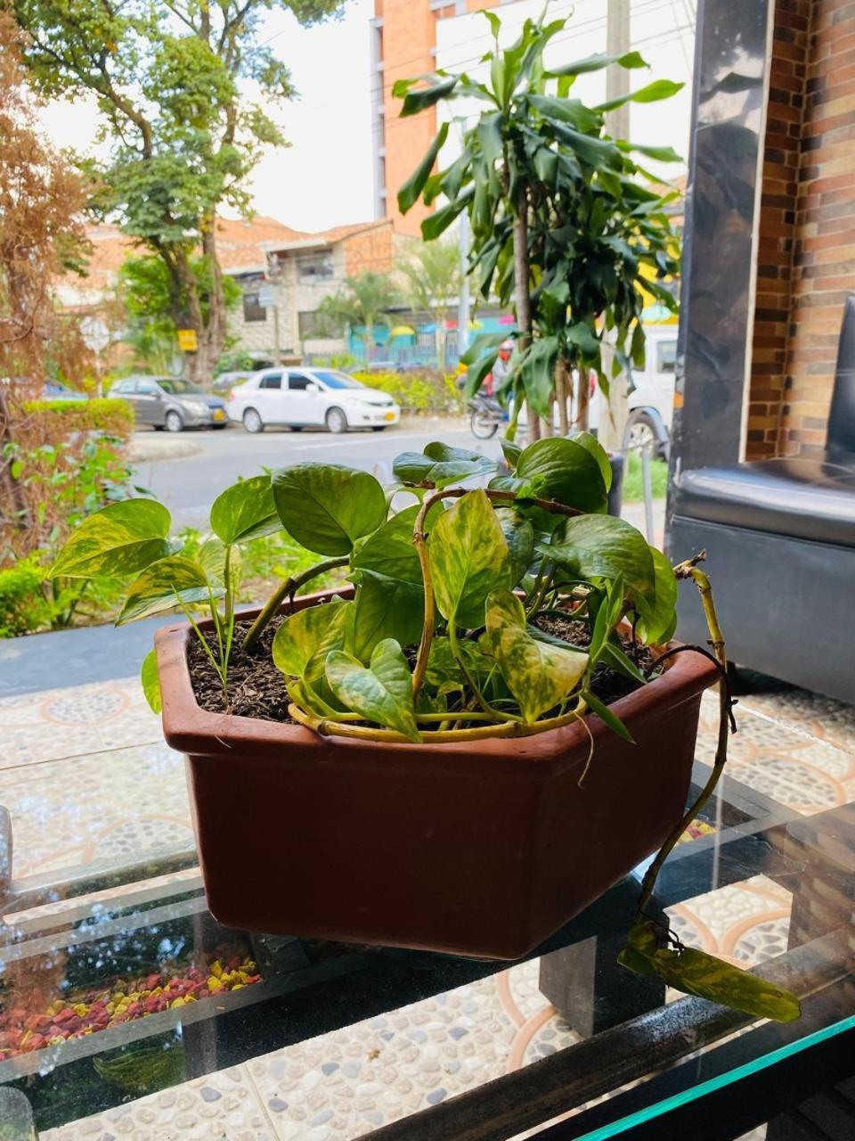 Hotel Tree House Medellín Dış mekan fotoğraf